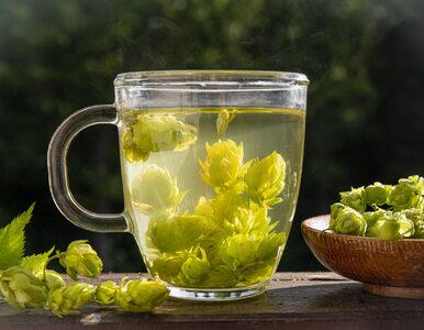 Miniatura: Herbata z chmielu – właściwości...