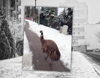 Miniatura: Egzotyczny gość w centrum miasta. „Coraz...