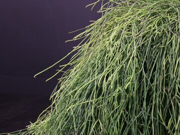Ładny rhipsalis