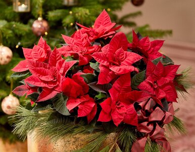 Miniatura: Postaw ją źle i zrzuci liście w 48 godzin....