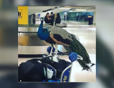 Miniatura: Nie wpuścili pawia do samolotu. Miał być...