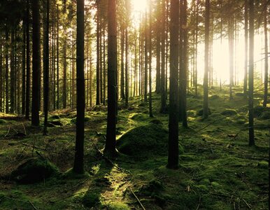 Miniatura: Więcej lasów. Setki tysięcy drzew od Taurona
