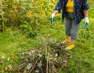 Miniatura: Przyciąłeś maliny przed zimą? Uważaj —...