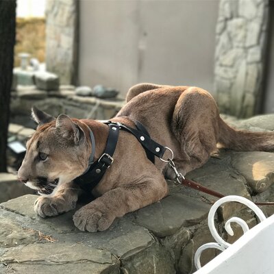 Miniatura: Zwierzak domowy rosyjskiej pary jest...