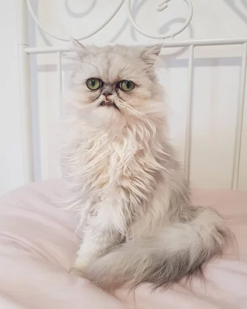 Wilfred - nietypowy kot 