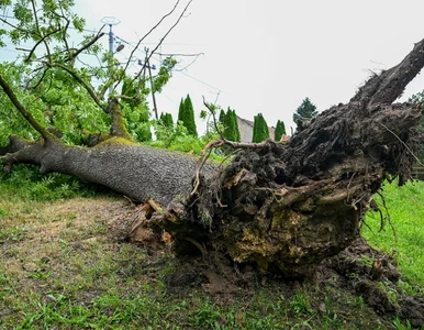 Miniatura: Przewrócone drzewa, zniszczone budynki i...