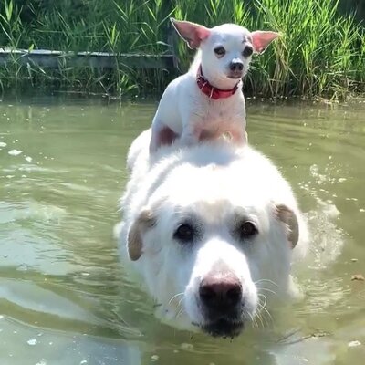 Miniatura: Tim i Ben są nierozłączni. Chihuahua pływa...