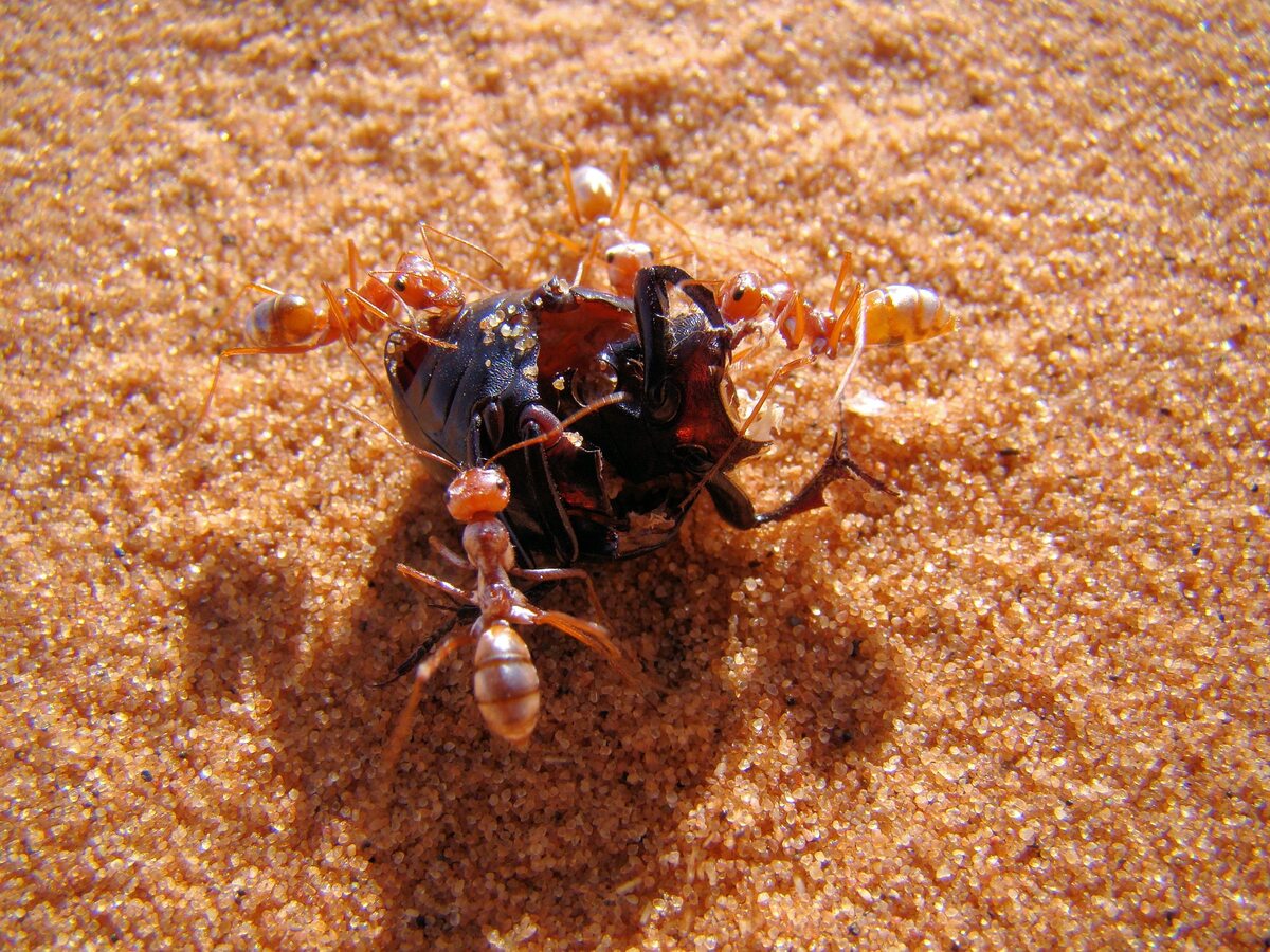 Mrówki żerujące na martwym chrząszczu 