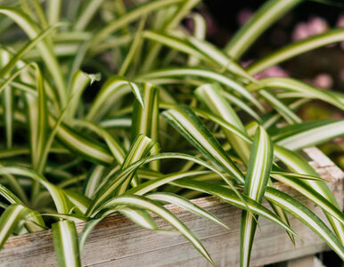 Miniatura: Ta roślina „zjada” zapachy z kuchni. Mało...