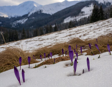 Śnieg w Tatrach znika. Dolina Chochołowska opublikowała “raport krokusowy”