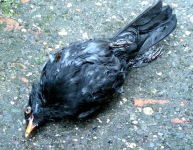 Miniatura: USA: Tajemnicza śmierć tysięcy ptaków. W...