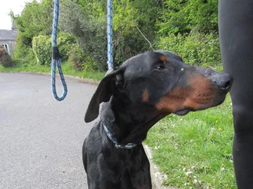 Pies, który trafił pod opiekę ISPCA 