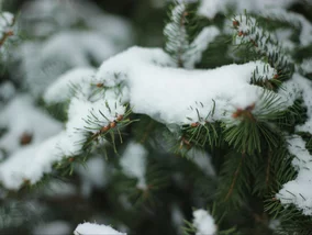 Miniatura: Kiedy spadnie śnieg? Eksperci wskazali...