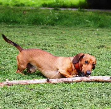 Bosco, jamnik, który został „królem patyków” 