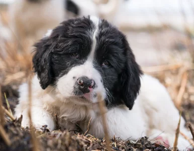 Miniatura: Badacze odkryli tajemnicę uroczego gestu...