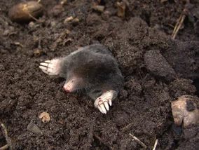 Miniatura: Wrzuć po dwie kulki do kopca – ogrodnicy...