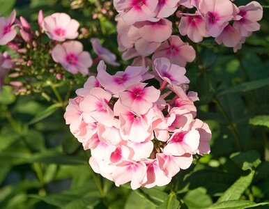 Miniatura: Floksy kwitnące do przymrozków? Oto triki,...