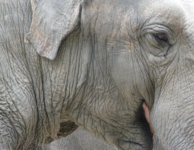 Miniatura: Głodny słoń zaskoczył sprzedawców....