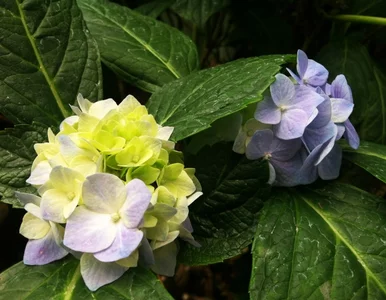 Miniatura: Emeryci sadzili kwiaty w wartym pół...