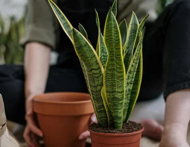 Miniatura: Przetnij liść i poczekaj. Sansewieria...