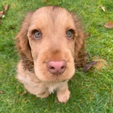 Cocker spaniel Winnie 