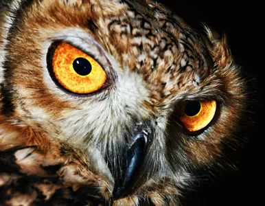 Miniatura: Piątkowy QUIZ z wiedzy ogólnej. Na 6....