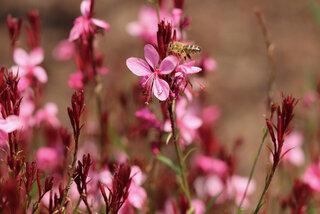 Gaura kwitnie do listopada