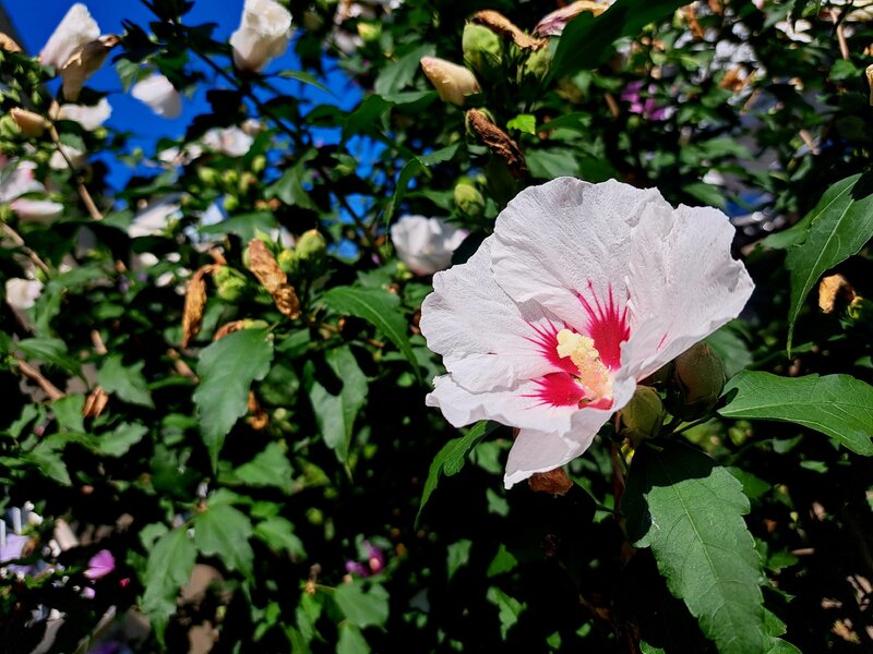 Ketemia syryjska, hibiskus ogrodowy