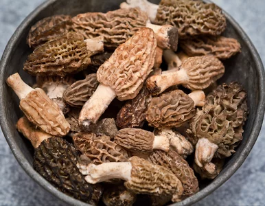 Miniatura: Grzybiarze na start! Ten cenny grzyb...