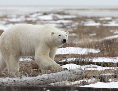 Miniatura: Niedźwiedź polarny zabił 31-latka....