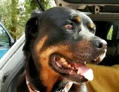 Miniatura: Rottweiler spadł z balkonu na ciężarną...