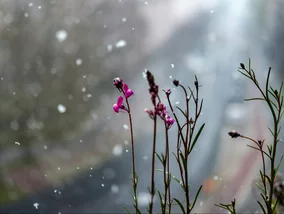 Miniatura: To będzie biała Wielkanoc?...