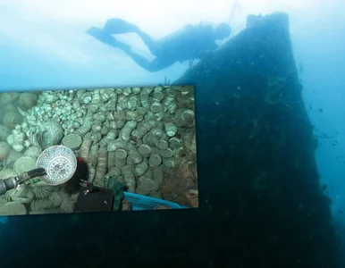 Miniatura: Dwa wraki skrywały ogromny skarb. Tysiące...