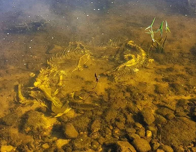 Miniatura: Tajemniczy szkielet w Wiśle. Niektórzy...