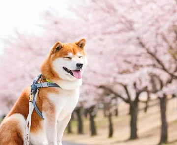 Hachi 