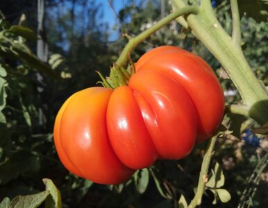 Miniatura: Podlewam pomidory tym wywarem – prosty...