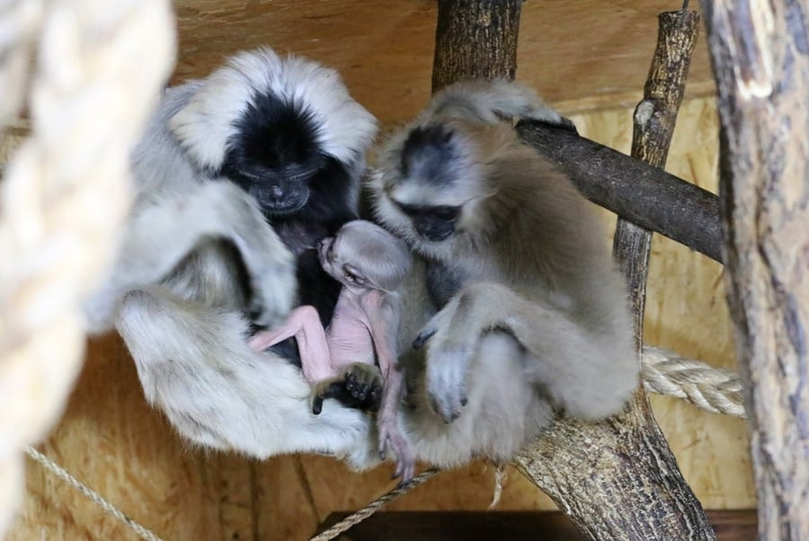 Gibbony w zoo w Płocku 