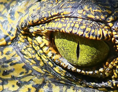 Miniatura: 100 krokodyli uciekło na wolność