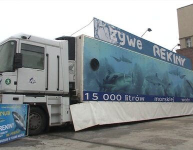 Miniatura: Największe mobilne akwarium z rekinami...