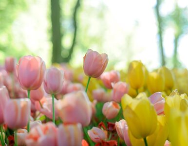 Miniatura: Wystawa tulipanów w Warszawie. Gdzie ją...