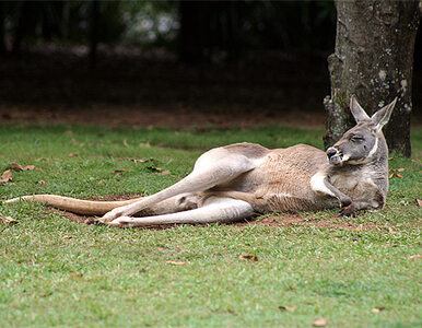Miniatura: Miotła nie pomogła, kangura potraktowano...
