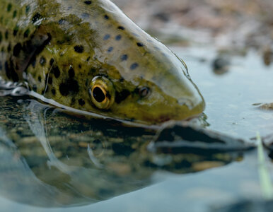 Miniatura: Olbrzymia ryba na granicy wyginięcia....