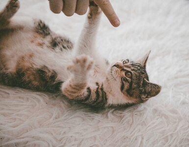 Miniatura: Czy kot w domu może zaszkodzić zdrowiu?...