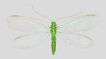 Dorosły złotook drapieżny, Chrysoperla carnea