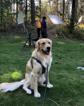 Golden retriever Leny 