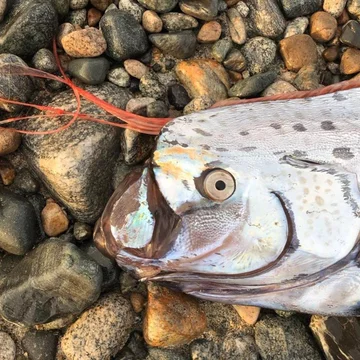 Ryba wyrzucona na plażę w prefekturze Toyama 