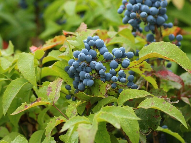 Mahonia pospolita – krzew z rodziny berberysowatych„”