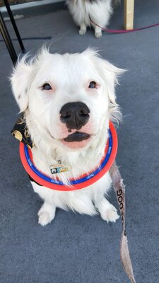 Miniatura: Pies Shiro, który ma problemy ze wzrokiem...