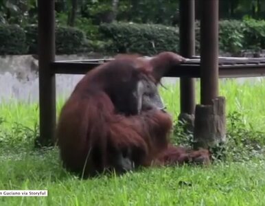 Miniatura: Orangutan przyłapany na paleniu. Przez to...