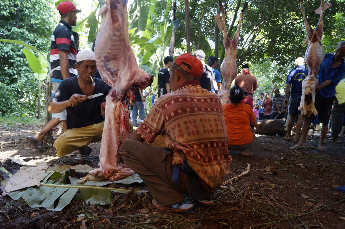 Święto Ofiarowania. Krwawa ceremonia w Indonezji 